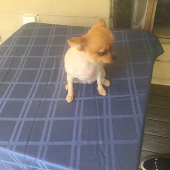 Designer Dog - My Pomeranian after they completely shaved her - Pet Services Near Me - Marietta, Georgia Designer Dog - My Pomeranian after they completely shaved her - Pet Services Near Me - Marietta, Georgia