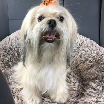 Paws At Main - Pet Groomers Near Me - Corona, California Paws At Main - Pet Groomers Near Me - Corona, California