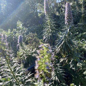 Fryman Canyon Park - Good morning trees:-) green and breathtaking. - Hiking Near Me - Studio City, California Fryman Canyon Park - Good morning trees:-) green and breathtaking. - Hiking Near Me - Studio City, California
