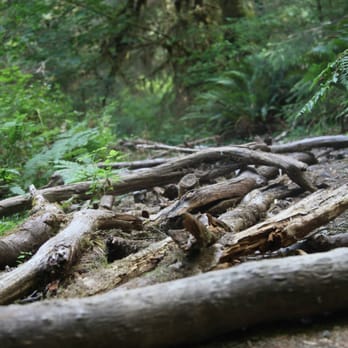 Hoh Rainforest - Hiking Near Me - Forks, Washington Hoh Rainforest - Hiking Near Me - Forks, Washington