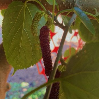 Very Mulberry - Pick Your Own Farms Near Me - Brentwood, California Very Mulberry - Pick Your Own Farms Near Me - Brentwood, California
