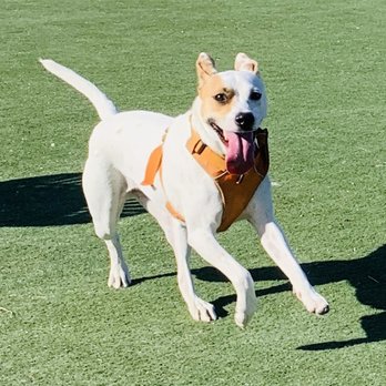 Central Park Dog Park - Dog Parks Near Me - Fremont, California Central Park Dog Park - Dog Parks Near Me - Fremont, California
