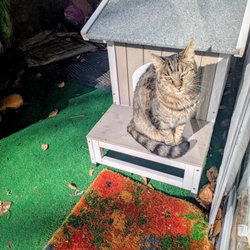 Mountain View Animal Hospital - Cat Stevens