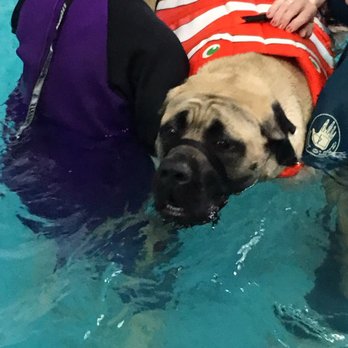 Bailey's Journey - Happy Georgia at Bailey's Journey Dairy Water Therapy - Pet Training Near Me - Salem, Oregon Bailey's Journey - Happy Georgia at Bailey's Journey Dairy Water Therapy - Pet Training Near Me - Salem, Oregon
