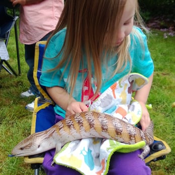 Animal Encounters - Blue tongued Skink - Educational Services Near Me Animal Encounters - Blue tongued Skink - Educational Services Near Me