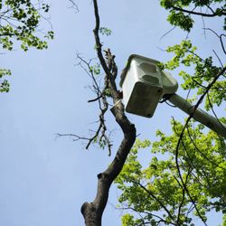 Elite timber and tree service