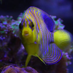 TIA Collection Corals: Tropical Island Aquatics