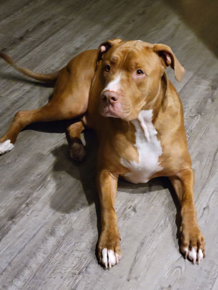 "Hey Jude's" Mobile Pet Care & More Image