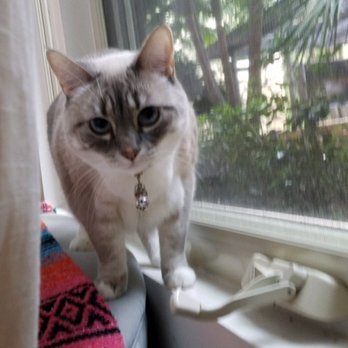 Meowtel - Just For Cats - Dehbra captures MM on the window sill. - Pet Sitting Near Me - El Segundo, California