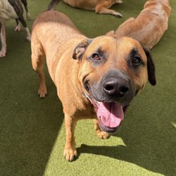 Paws Pet Resort and Spa - Freddie enjoying his Day Care friends!
