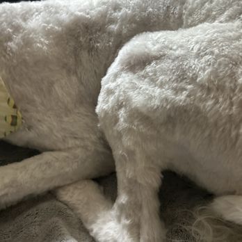 Pet Evolution - Uneven shaved haircut - Pet Groomers Near Me - Folsom, California