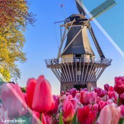 Milestones & Mondays Travel - Holland and Belgium during tulip season!  Come along with me, sailing April 1-8, 2026. Reach out for more details.