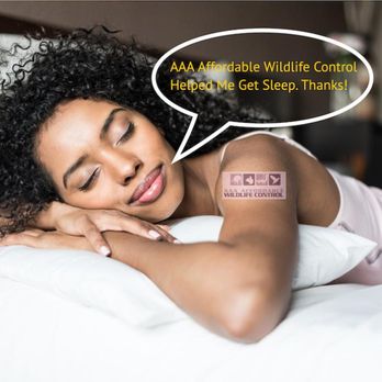 AAA Affordable Wildlife Control - Photo - Wildlife Control Near Me - Toronto, Ontario AAA Affordable Wildlife Control - Photo - Wildlife Control Near Me - Toronto, Ontario