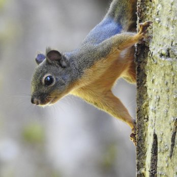 Pine Ridge Park - Douglass Squirrel - Parks Near Me - Edmonds, Washington Pine Ridge Park - Douglass Squirrel - Parks Near Me - Edmonds, Washington