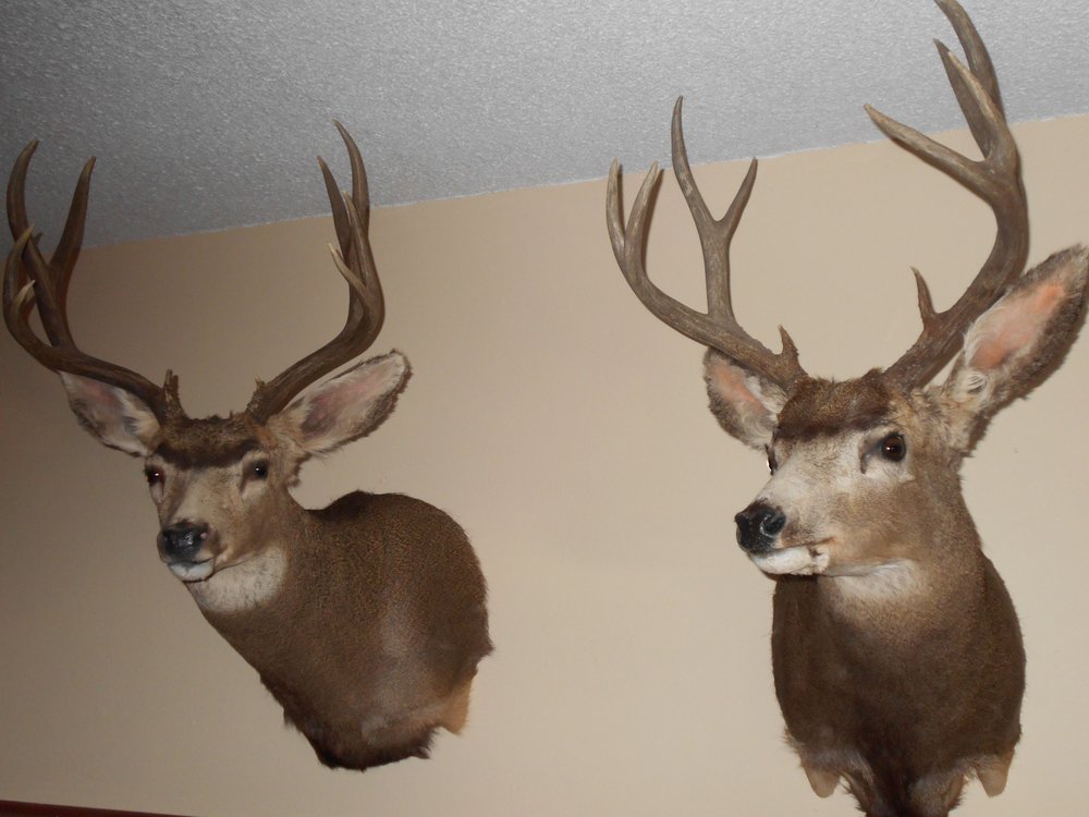 Golden Ridge Taxidermy - taxidermy in Colorado Springs, CO