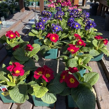 Evergreen Nursery - Grade A plants! - Nurseries & Gardening Near Me - San Leandro, California Evergreen Nursery - Grade A plants! - Nurseries & Gardening Near Me - San Leandro, California