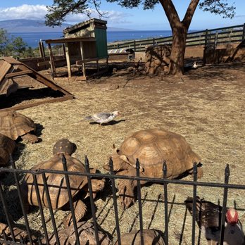 Maui Animal Farm - Tortoises were a hit! - Petting Zoos Near Me - Lahaina, Hawaii