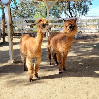 The Alpaca Hacienda - Attraction Farms Near Me - Temecula, California