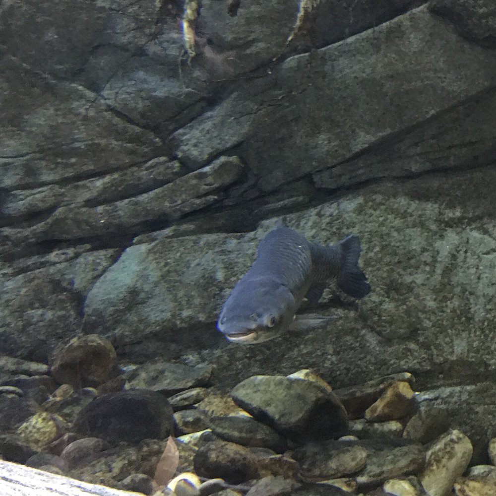 Cabela's - Outdoor Gear Near Me - Greenville, South Carolina