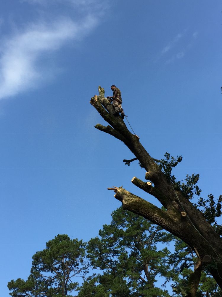 America's Tree Services - tree service in Little Rock, AR