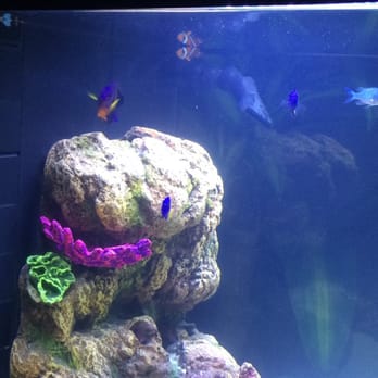 Exotic Aquatic - Aquarium Services Near Me - Fort Lauderdale, Florida Exotic Aquatic - Aquarium Services Near Me - Fort Lauderdale, Florida