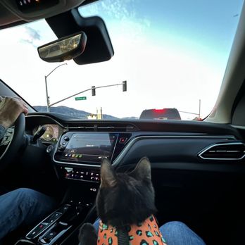 Kitten Rescue - Co-pilot - Animal Shelters Near Me - Los Angeles, California Kitten Rescue - Co-pilot - Animal Shelters Near Me - Los Angeles, California