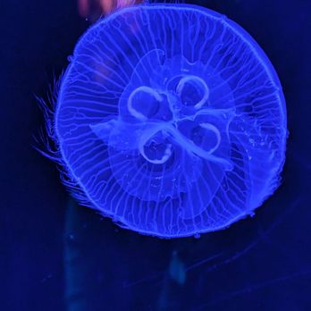 National Aquarium - Aquariums Near Me - Baltimore, Maryland National Aquarium - Aquariums Near Me - Baltimore, Maryland
