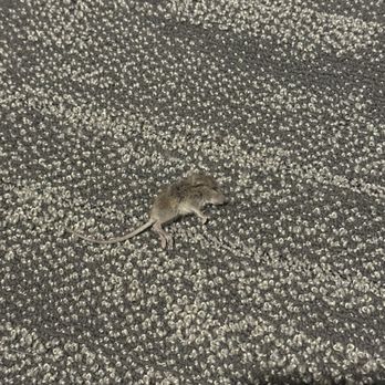 Windsor at Broadway Station - Mouse in the hallway - Apartments Near Me - Denver, Colorado Windsor at Broadway Station - Mouse in the hallway - Apartments Near Me - Denver, Colorado