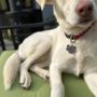 Photo of Happy Tails