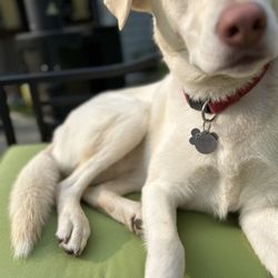 Happy Tails - Whitaker - wonder pup who now has a new brother in law!