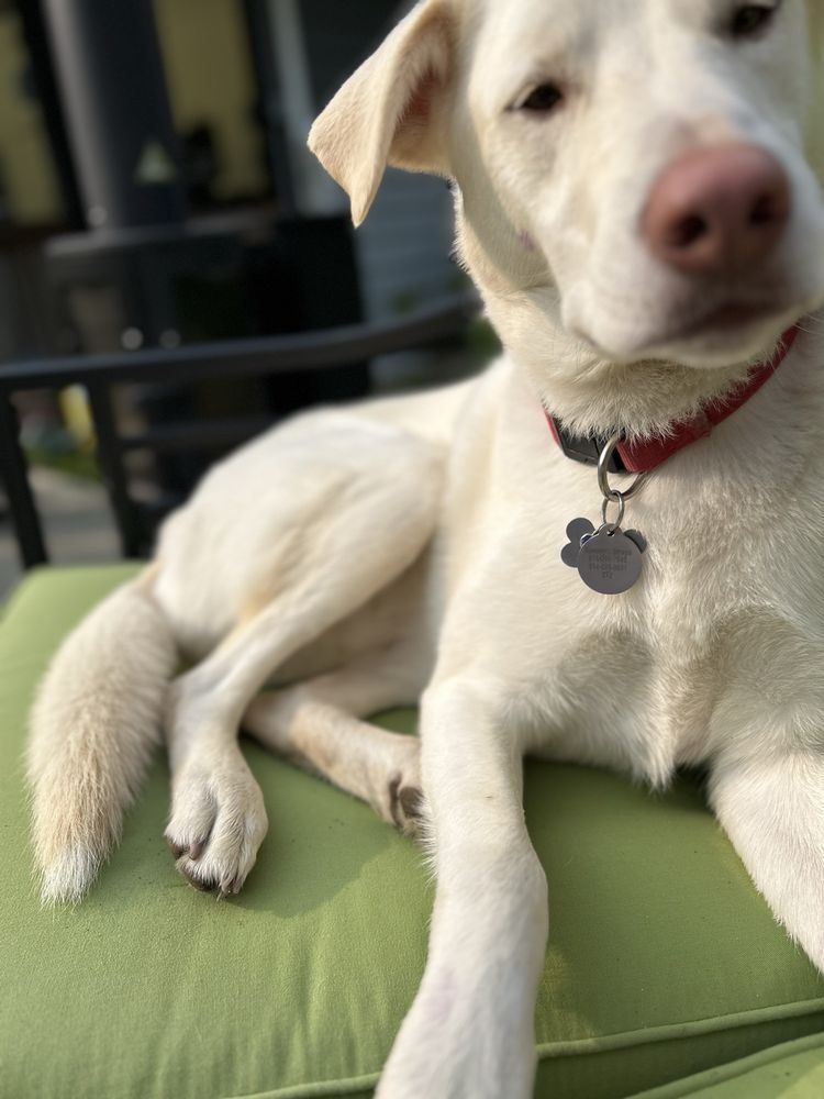 Happy Tails - pet boarding facility in Portland, ME