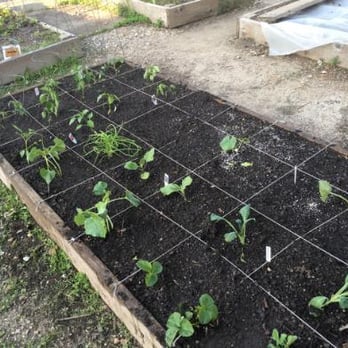 Peterson Garden Project - Community Gardens Near Me - Chicago, Illinois Peterson Garden Project - Community Gardens Near Me - Chicago, Illinois