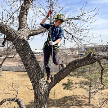 Timberline Tree Specialists - Tree Services Near Me - Greeley, Colorado Timberline Tree Specialists - Tree Services Near Me - Greeley, Colorado