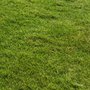 The Grass Company