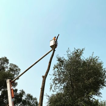 American Tree Services - 10 year experienced Bill in the boom - Tree Services Near Me