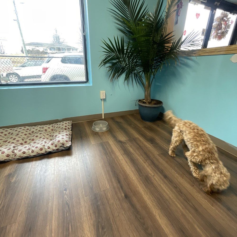 Top Dog Pet Spa - Inside area for play - Pet Groomers Near Me - Hurricane, West Virginia Top Dog Pet Spa - Inside area for play - Pet Groomers Near Me - Hurricane, West Virginia