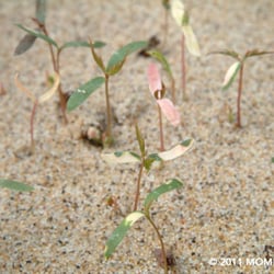 Momiji Nursery - Emerging seedlings (this is how it starts)