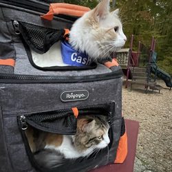 Siamese Oriental and Snowshoe Cat Rescue - Going for a hike