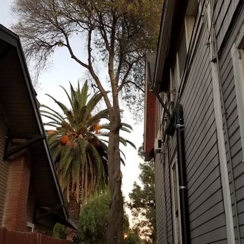 Lucero Tree Service - Before - Tree Services Near Me Lucero Tree Service - Before - Tree Services Near Me