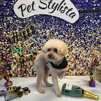 Pet Stylista - Fresh shampoo and cut - Pet Groomers Near Me - Sacramento, California Pet Stylista - Fresh shampoo and cut - Pet Groomers Near Me - Sacramento, California