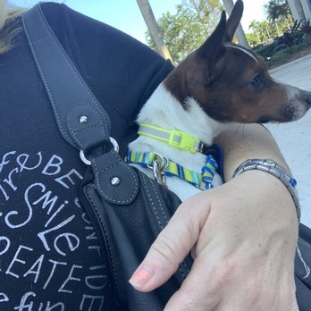 A Paw Above - Butterscotch Nero - Dog Walkers Near Me - Hollywood, Florida