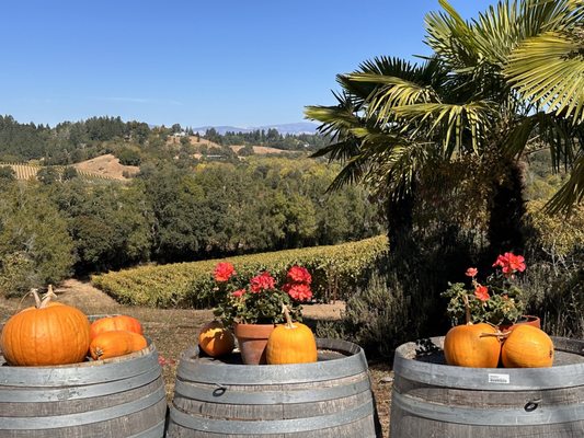 Iron Horse Vineyards by null