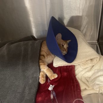 Veterinary Emergency Group - Patient Mookie after surgery - Emergency Pet Hospital Near Me - San Jose, California