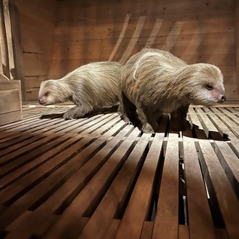 Ark Encounter - Animal example - Museums Near Me - Williamstown, Kentucky Ark Encounter - Animal example - Museums Near Me - Williamstown, Kentucky
