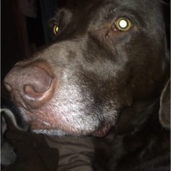 Crestwood Veterinary - Jake loves it there! - Veterinarians Near Me - Edmonton, Alberta