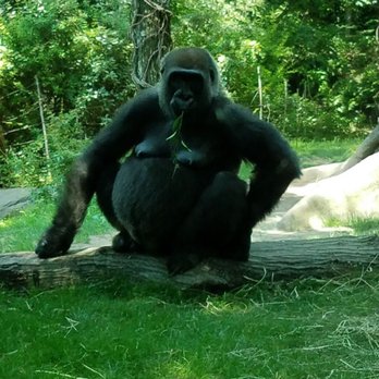 Bronx Zoo - Gorilla - Zoos Near Me - Bronx, New York Bronx Zoo - Gorilla - Zoos Near Me - Bronx, New York
