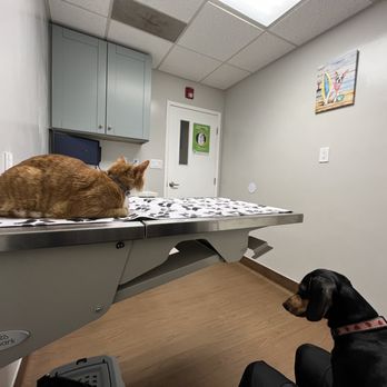 Kearny Mesa Veterinary Center - Newly renovated exam rooms - Veterinarians Near Me - San Diego, California Kearny Mesa Veterinary Center - Newly renovated exam rooms - Veterinarians Near Me - San Diego, California