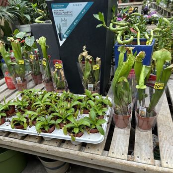 Green Thumb Nursery - where I bought my carnivorous plants for the first time as an adult - Nurseries & Gardening Near Me - Canoga Park, California