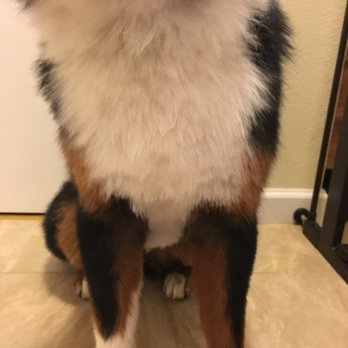 PetSmart - His whole body's the same with random long strands. - Pet Stores Near Me - Portland, Oregon PetSmart - His whole body's the same with random long strands. - Pet Stores Near Me - Portland, Oregon