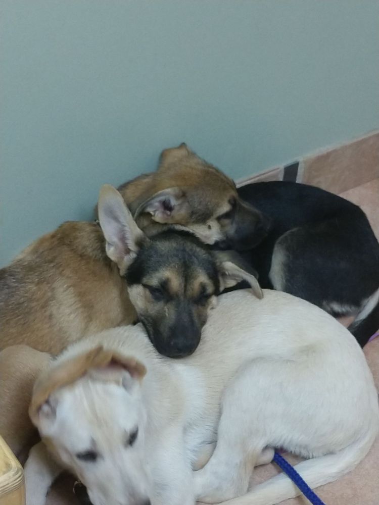 CENTRAL BALDWIN VETERINARY HOSPITAL Updated August 2024 23355 Pet